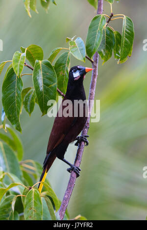 Montezuma Oropendola (Gymnostinops Montezuma) auf Ast im Baum, Provinz Alajuela, Costa Rica Stockfoto