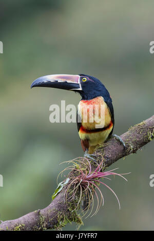 Collared Aracari (Pteroglossus Manlius) auf Ast, Costa Rica Stockfoto