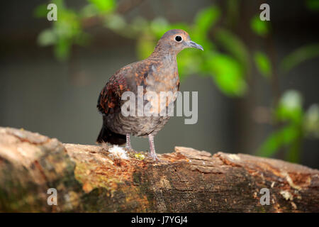 Weißer-breasted Boden Taube (Alopecoenas Jobiensis), halbwüchsigen Jungtier auf Baumstamm, Gefangenschaft, Neu Guinea Stockfoto