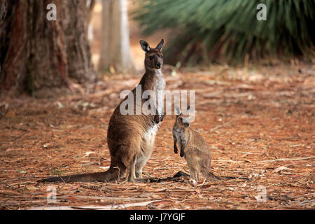 Westliche graue Känguru (Macropus Fuliginosus Fuliginosus), Mutter mit jungen Erwachsenen mit jungen, Kangaroo Island, South Australia Stockfoto