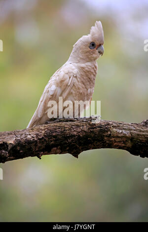 Nacktaugenkakadu (Cacatua sanguineaund), Erwachsene, sitzend auf Ast, Sturt Nationalpark, New South Wales, Australien Stockfoto