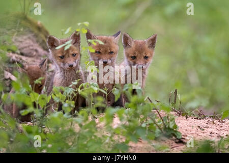 Rotfüchse (Vulpes Vulpes), Welpen, junge Tiere in der Höhle, neugierig, Biosphärenreservat Mittellelbe, Sachsen-Anhalt, Deutschland Stockfoto