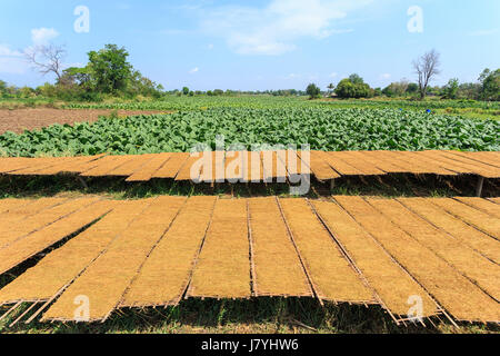 Trocknung von Tabak überlässt die Sonne und die Aussicht der Tabakpflanze in Thailand Stockfoto