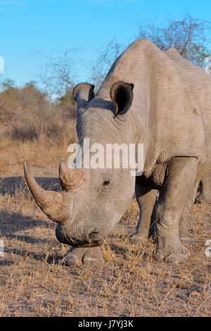 Breitmaulnashorn oder Square-lippige Rhinoceros (Ceratotherium Simum), Männchen, Weiden, Krüger Nationalpark, Südafrika, Afrika Stockfoto