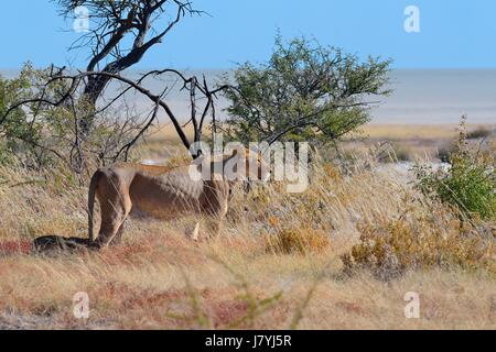 Afrikanischen Löwen (Panthera Leo), Löwin stehend in Savanne, Löwenjunges in seinen Beinen, Etosha Salzpfanne am Rücken, Etosha Nationalpark, Namibia, Afrika Stockfoto