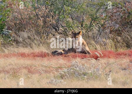 Afrikanischer Löwe (Panthera Leo), Löwin, liegend in Trockenrasen, Etosha Nationalpark, Namibia, Afrika Stockfoto