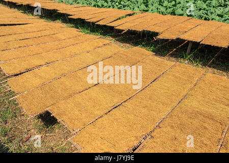 Trocknung von Tabak überlässt die Sonne und die Aussicht der Tabakpflanze in Thailand Stockfoto