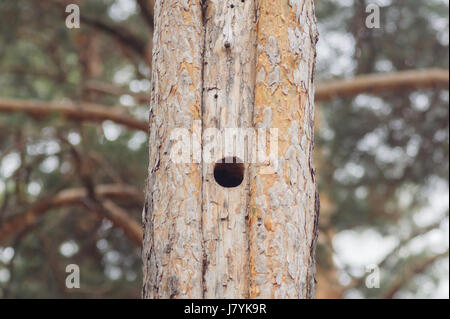 Hohl in den Stamm einer Pinie. Nahaufnahme Foto. Stockfoto