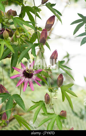 Passiflora Violacea. Violette Passionsblume Stockfoto