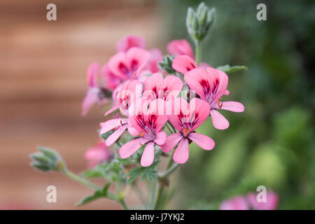 Pelargonium 'Roller's Satinique' Blumen. Duftende Blatt Pelargonien Stockfoto