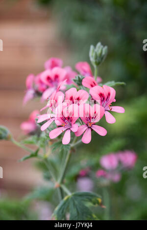 Pelargonium 'Roller's Satinique' Blumen. Duftende Blatt Pelargonien Stockfoto