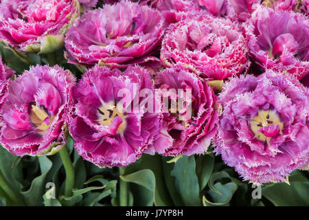 Tulpe "Mascotte". Tulpe Doppel späte Pfingstrose Mascotte. Gefranste Tulpe Stockfoto