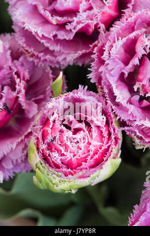 Tulpe "Mascotte". Tulpe Doppel späte Pfingstrose Mascotte. Gefranste Tulpe Stockfoto