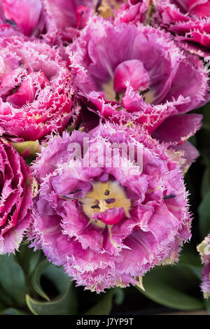 Tulpe "Mascotte". Tulpe Doppel späte Pfingstrose Mascotte. Gefranste Tulpe Stockfoto