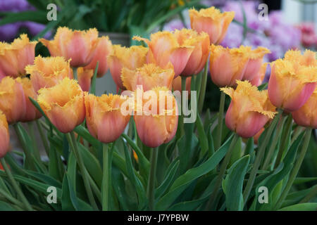 Tulipa "Fringed Lambada". Gefranste Tulpe Stockfoto
