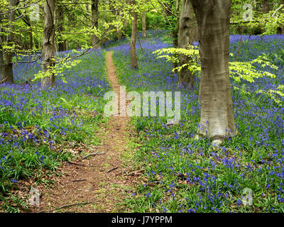 Weg durch Glockenblumen in Middleton Woods in der Nähe von Ilkley, West Yorkshire, England Stockfoto