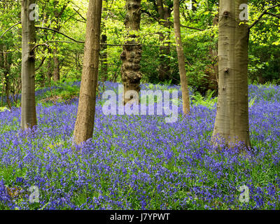 Glockenblumen in Middleton Woods in der Nähe von Ilkley, West Yorkshire, England Stockfoto