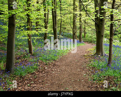 Weg durch Glockenblumen in Middleton Woods in der Nähe von Ilkley, West Yorkshire, England Stockfoto