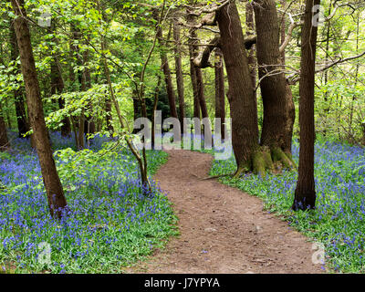 Weg durch Glockenblumen in Middleton Woods in der Nähe von Ilkley, West Yorkshire, England Stockfoto