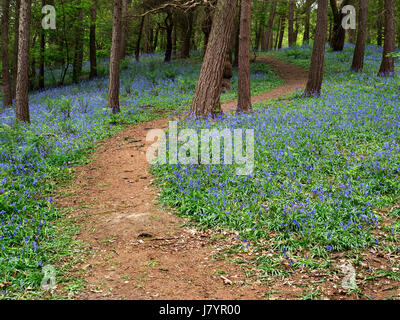 Weg durch Glockenblumen in Middleton Woods in der Nähe von Ilkley, West Yorkshire, England Stockfoto