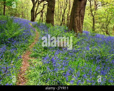 Weg durch Glockenblumen in Middleton Woods in der Nähe von Ilkley, West Yorkshire, England Stockfoto