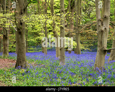 Glockenblumen in Middleton Woods in der Nähe von Ilkley, West Yorkshire, England Stockfoto