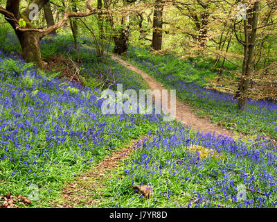 Weg durch Glockenblumen in Middleton Woods in der Nähe von Ilkley, West Yorkshire, England Stockfoto