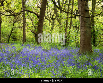 Glockenblumen in Middleton Woods in der Nähe von Ilkley, West Yorkshire, England Stockfoto