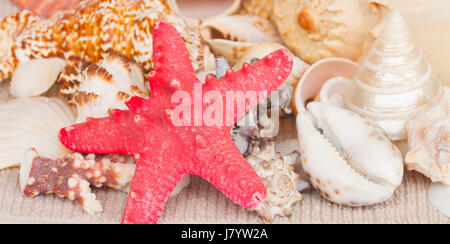 starfish and seashells on towel banner Stockfoto