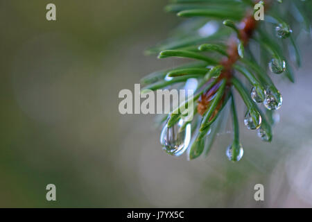 Fichte nach Regen. Nahaufnahme von Wassertropfen auf den Nadeln. Stockfoto