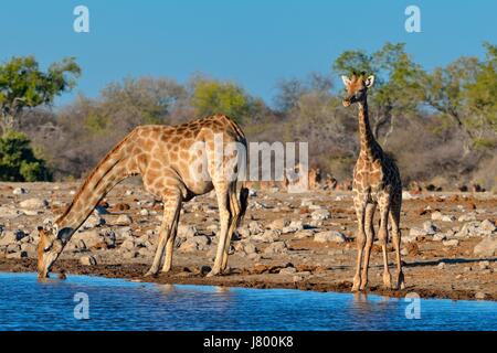 Namibische Giraffen oder Angola Giraffen (Giraffa Plancius), Mutter mit jungen trinken am Wasserloch, Etosha Nationalpark, Namibia, Afrika Stockfoto