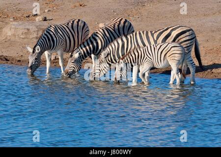 Burchell Zebras (Equus Quagga Burchellii) mit Fohlen trinken am Wasserloch, Etosha Nationalpark, Namibia, Afrika Stockfoto