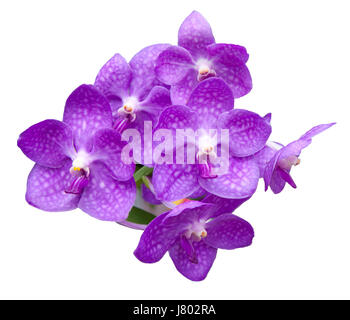 Datei von Orchideenblüten Bouquet isoliert auf weißem Hintergrund Stockfoto