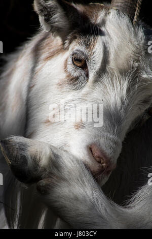 Ziege mit Juckreiz Stockfoto