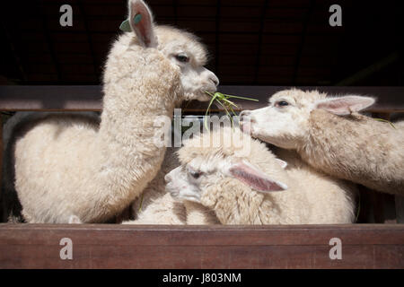 Lamas-Alpakas Essen Ruzi Rasen im Mund Ranch Bauernhof Stockfoto