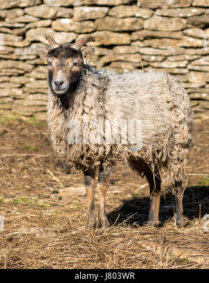 Soay-seltene Rasse Schafbeweidung in Frühlingssonne Stockfoto