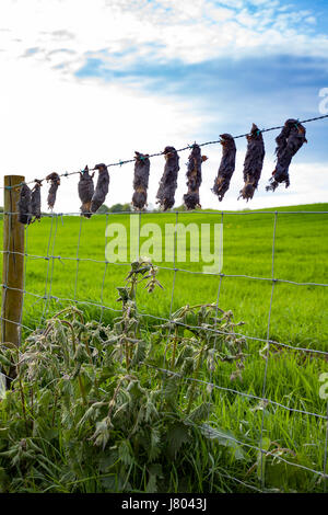 Tote Maulwürfe fand auf einer landwirtschaftlichen Zaun in ländlichen Flintshire eine Methode eingesetzt, um dem Bauern zeigen, dass die Maulwurf-Catcher hat gefangen und Maulwürfe getötet Stockfoto