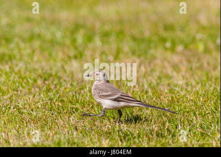 Eine junge Trauerschnäpper Bachstelze (Motacilla Alba) im Vereinigten Königreich Stockfoto