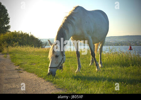 Pferd frisst Grass neben dem See - HD-video. Sehen Sie mein Portfolio um weitere Optionen anzuzeigen. Stockfoto