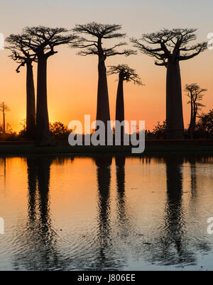 Affenbrotbäume bei Sonnenaufgang am Wasser mit Reflexion. Madagaskar. Eine gute illustration Stockfoto