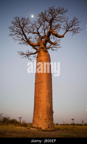 Einsamer Baobab bei Sonnenuntergang mit dem Mond im Hintergrund. Madagaskar. Stockfoto