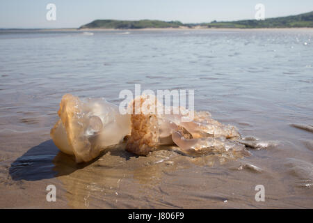 Swansea, Großbritannien. 25. Mai 2017.  Ein Quallen angeschwemmt am sandigen Strand von Broughton, Strand, Gower.  Die Flut zurück um dieses Meer Kreatur s hinterlassen Stockfoto