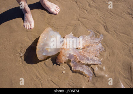 Swansea, Großbritannien. 25. Mai 2017.  Ein Quallen angeschwemmt am sandigen Strand von Broughton, Strand, Gower.  Die Flut zurück um dieses Meer Kreatur s hinterlassen Stockfoto