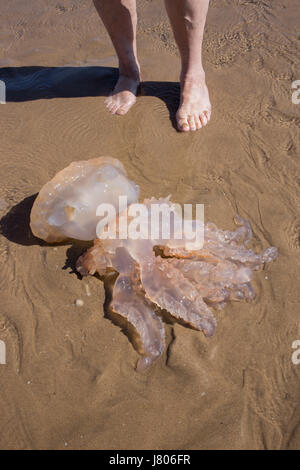 Swansea, Großbritannien. 25. Mai 2017.  Ein Quallen angeschwemmt am sandigen Strand von Broughton, Strand, Gower.  Die Flut zurück um dieses Meer Kreatur s hinterlassen Stockfoto