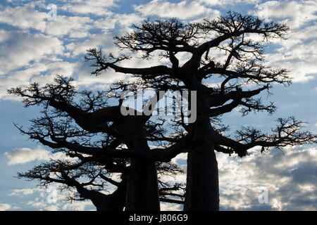 Baobab auf blauem Hintergrund. Madagaskar. Stockfoto