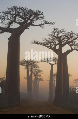 Avenue der Baobabs bei Sonnenaufgang im Nebel. Allgemeine Ansicht. Madagaskar. Stockfoto