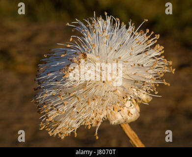 Die Blüte des Baobab. Nahaufnahme. Madagaskar. Stockfoto