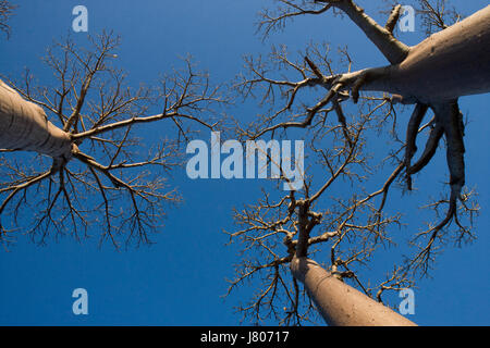 Baobab auf blauem Hintergrund. Madagaskar. Stockfoto