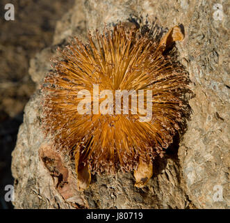 Die Blüte des Baobab. Nahaufnahme. Madagaskar. Stockfoto