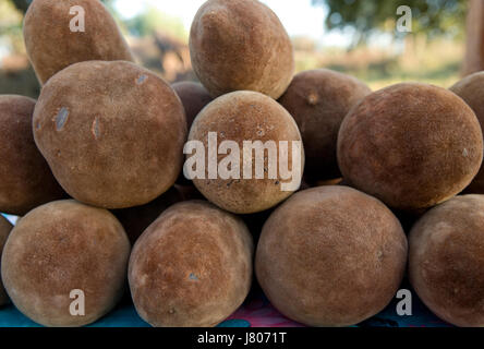 Die Früchte des Baobab. Nahaufnahme. Madagaskar. Stockfoto